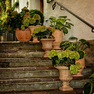 green leaf plant at daytime thumbnail
