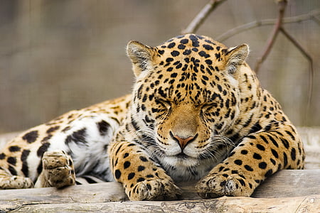 selective focus photography of reclining tiger cub thumbnail