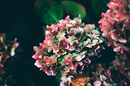 selective focus photography of pink petaled flowers thumbnail