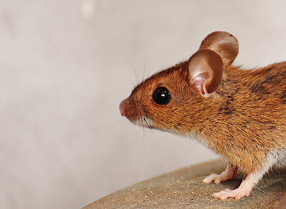 brown and white rat thumbnail