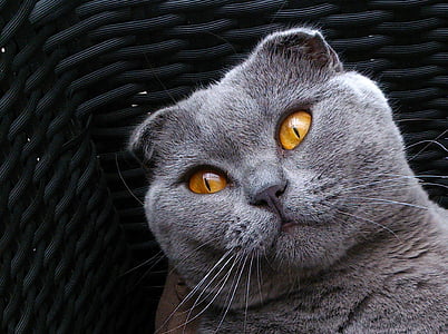 gray fur cat thumbnail