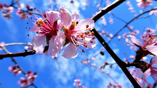 pink cherry blossoms thumbnail