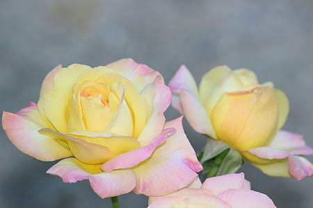 yellow and pink flowers thumbnail