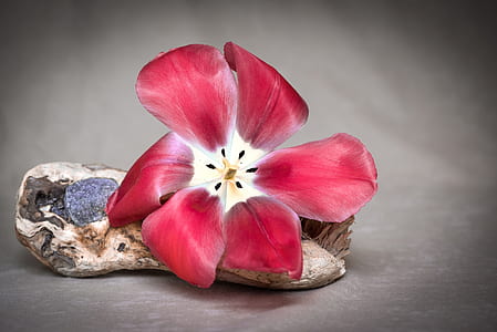 close-up photo of red flower thumbnail