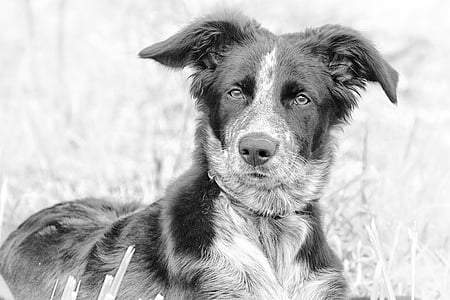 greyscale photo of border collie puppy thumbnail