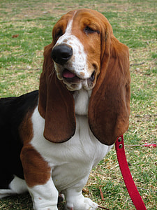 brown and white beagle dog thumbnail