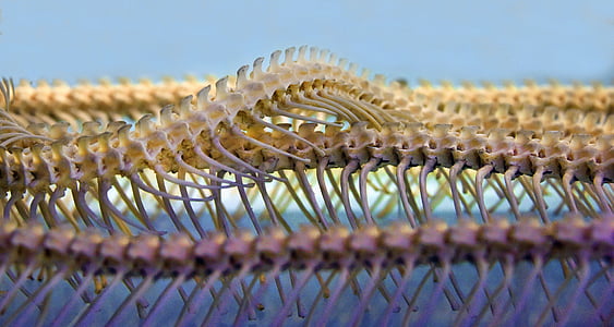 macro photography of animal skeleton thumbnail