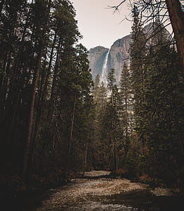 pathway between trees through waterfalls thumbnail