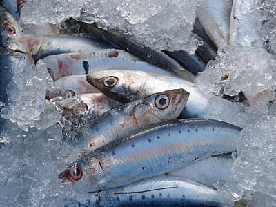 gray fishes thumbnail