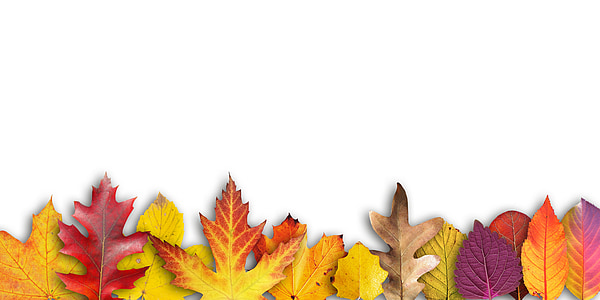 yellow, purple, and red leaves thumbnail