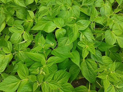 ovate leafed plants thumbnail