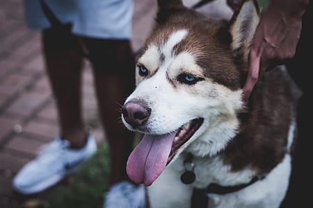 front view of a brown Siberian husky thumbnail