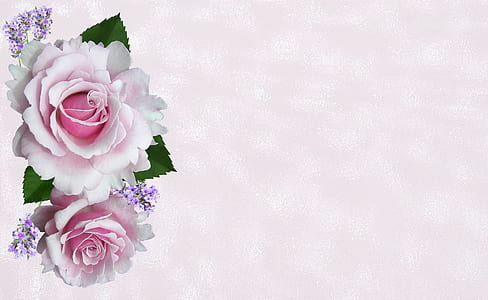 white roses thumbnail