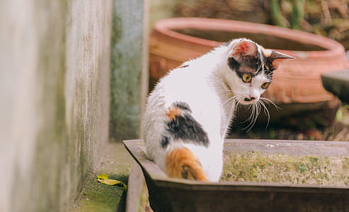 Short-fur Cat thumbnail