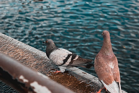 two gray and brown pigeons thumbnail