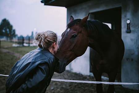 Brown horse in an enclosure thumbnail