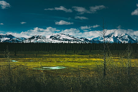 snow capped mountain bear green grass field during daytime thumbnail