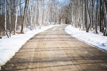 tree tunnel at daytime during winter season thumbnail