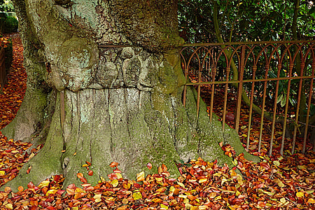 green tree thumbnail