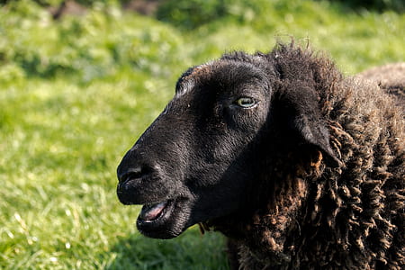 black and brown animal thumbnail