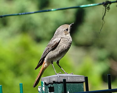selective focus photography of brown bird thumbnail