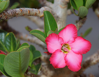 closeup photo of pink 5-petaled flowers thumbnail