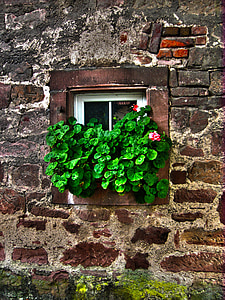 green leaf plants on white wooden glass panel windowpane thumbnail