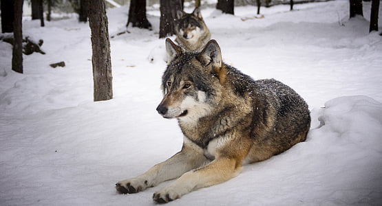 two brown wolves in snow terrain thumbnail