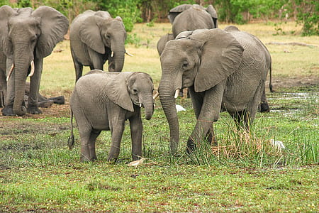 elephants on green grass field thumbnail