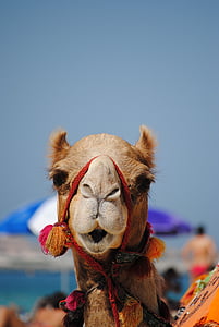 shallow photography of brown camel thumbnail