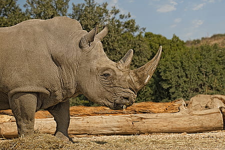 gray rhinoceros thumbnail