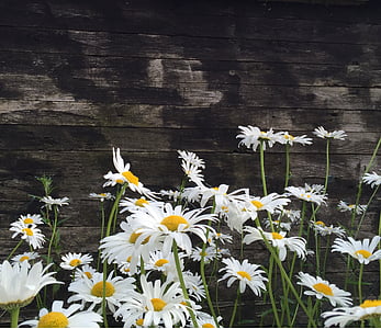 photo og white daisies with gray wooden background thumbnail