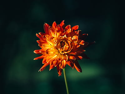 close up photo of orange dahlia flower thumbnail