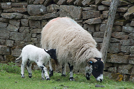 beige ram goat ahead thumbnail