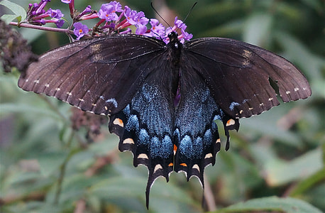 brown and black butterfly on purple flowers thumbnail