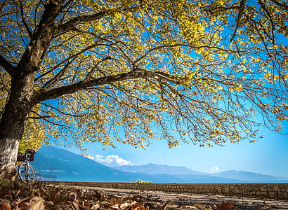 bicycle beside tree thumbnail