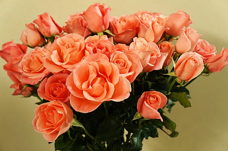 tilt shift photography of pink roses thumbnail