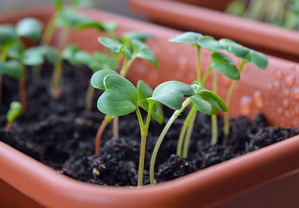 close up photo of brown plastic planter and green seedlings thumbnail