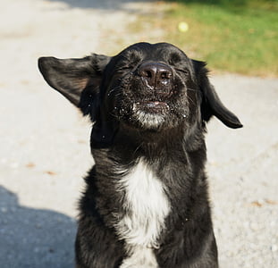 adult black Labrador retriever thumbnail