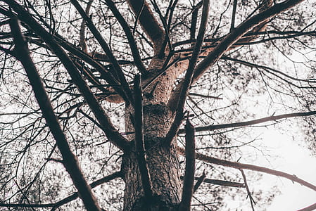 green leafed tree thumbnail