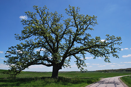 green leafed tree beside pathway thumbnail