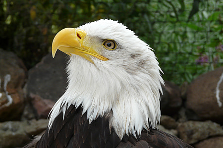 shallow focus photography of American Eagle thumbnail