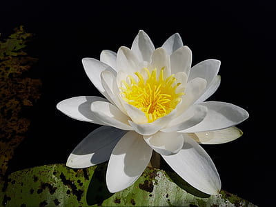 close-up photography of white lotus flower thumbnail