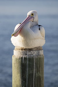 white pelican perched on brown post thumbnail