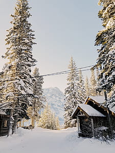 snow covered cabin and trees thumbnail