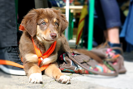 shallow focus photography of brown Australian shepherd puppy thumbnail