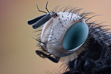 closeup photo of black and gray insect thumbnail
