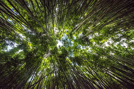 worms eye view of forest with green leafed trees during daytime thumbnail