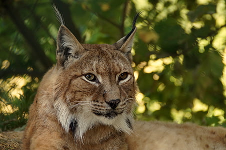 Tiger closeup photography thumbnail
