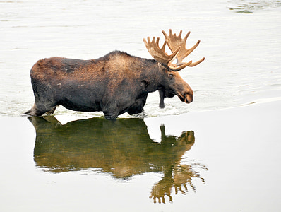 brown moose at body of water thumbnail
